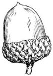 single-acorn