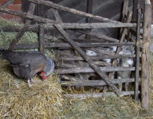 Cade lambs &amp; hen