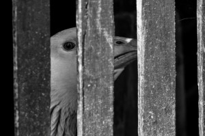Goose Eye Â© Andrew Fusek Peters