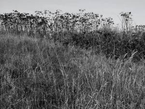 Bury Ditches seedheads bw mid