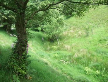 Crows Nest Dingle Gleanings Workshop