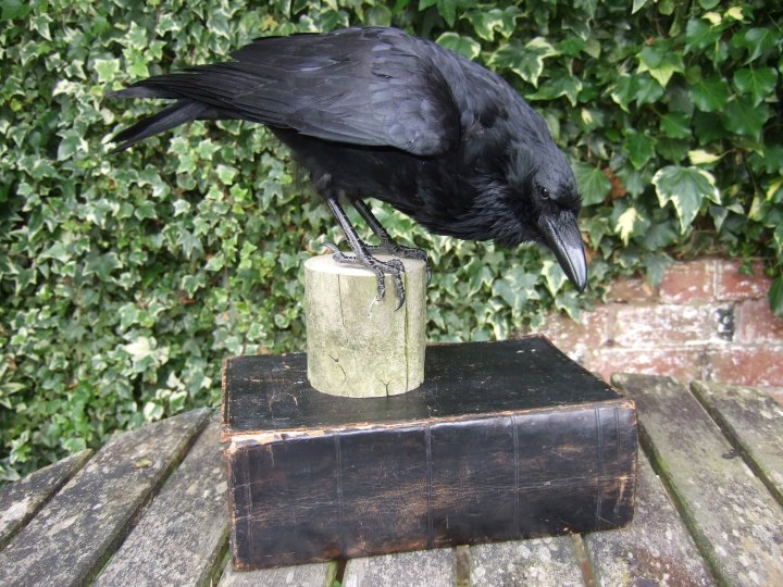 CROW 5