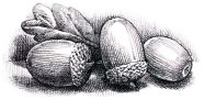 acorns